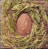 NEST