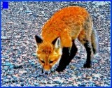 Red Fox Dig in NH