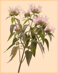Wild Bergamot