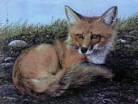 Red Fox Limited Edition Print