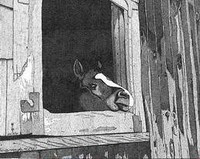 Curiosity