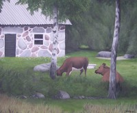 Resting cows