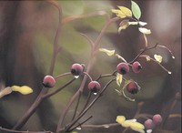Rose hips