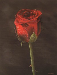 The rose