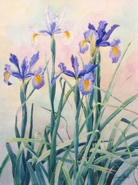 Iris #4