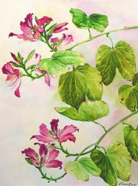 Bauhinia #1