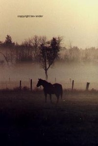 Horse in Mist