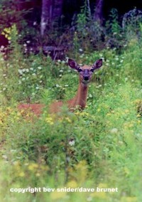 Deer in Wildflowers