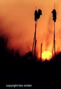 Cattail Sunset