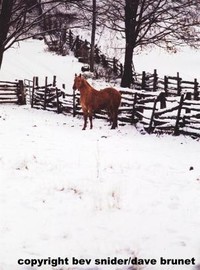 Red Horse in Snow