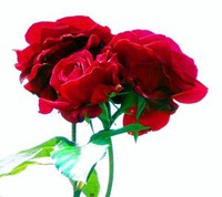 Red Roses