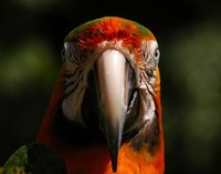 Parrot intense