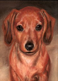 Dachshund Portrait